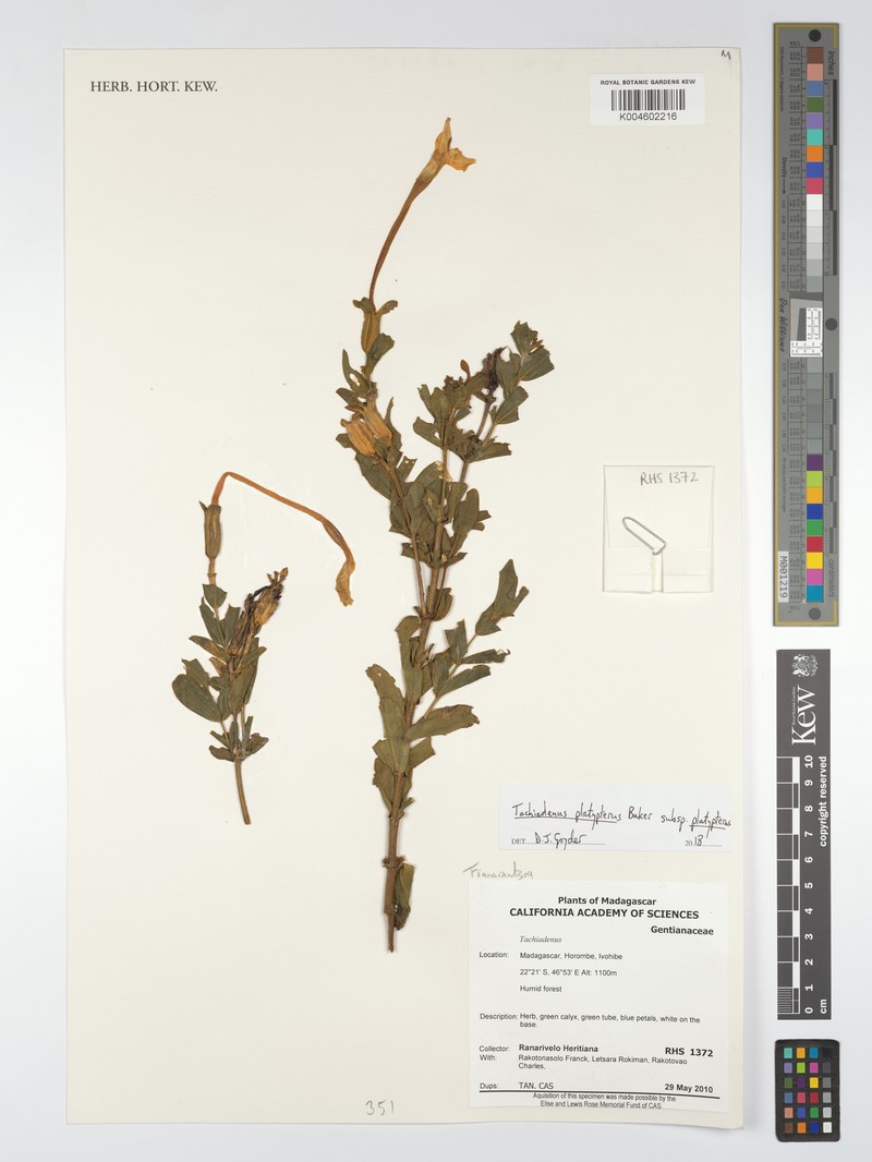 Tachiadenus platypterus subsp. platypterus