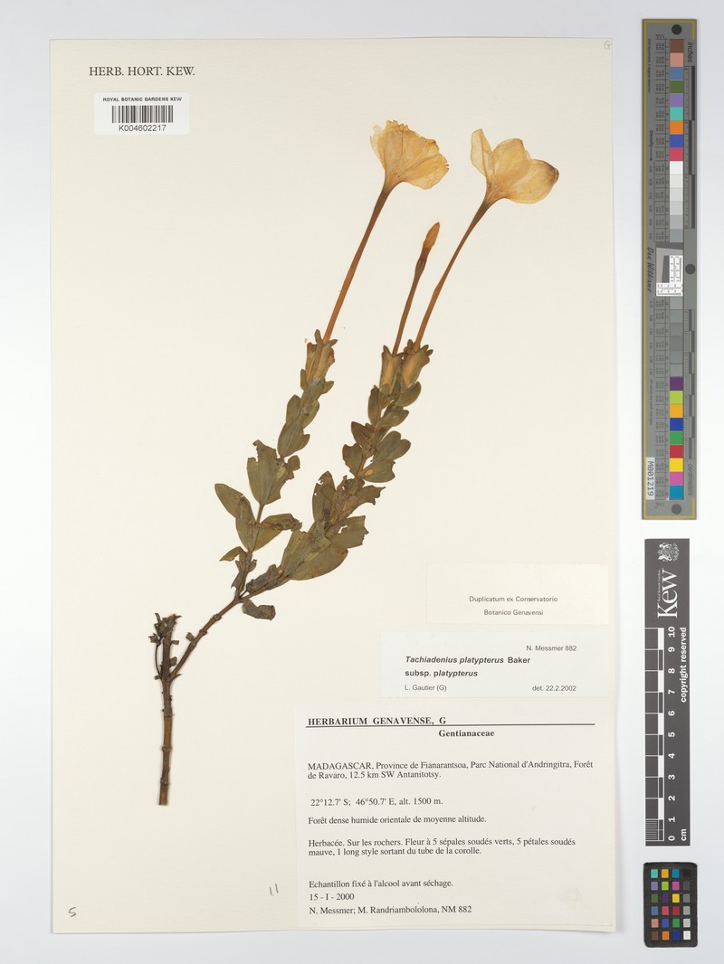 Tachiadenus platypterus subsp. platypterus photo 2