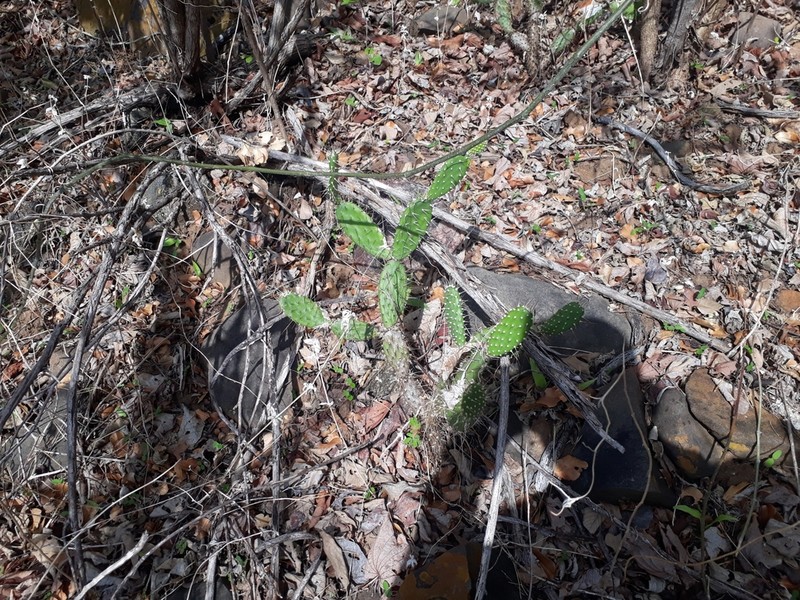 Tacinga mirim