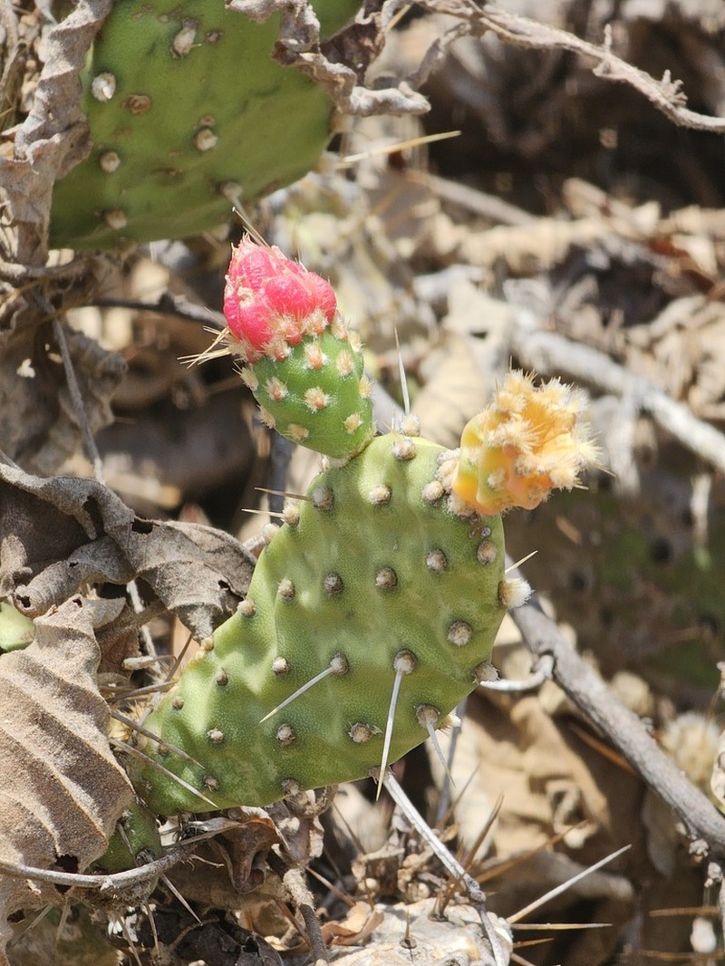 Tacinga mirim photo 2