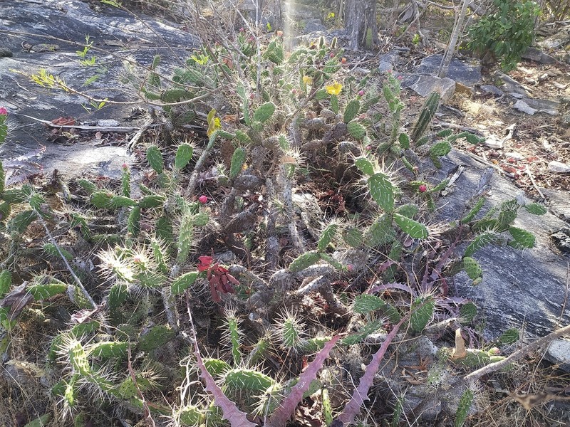 Tacinga mirim photo 5