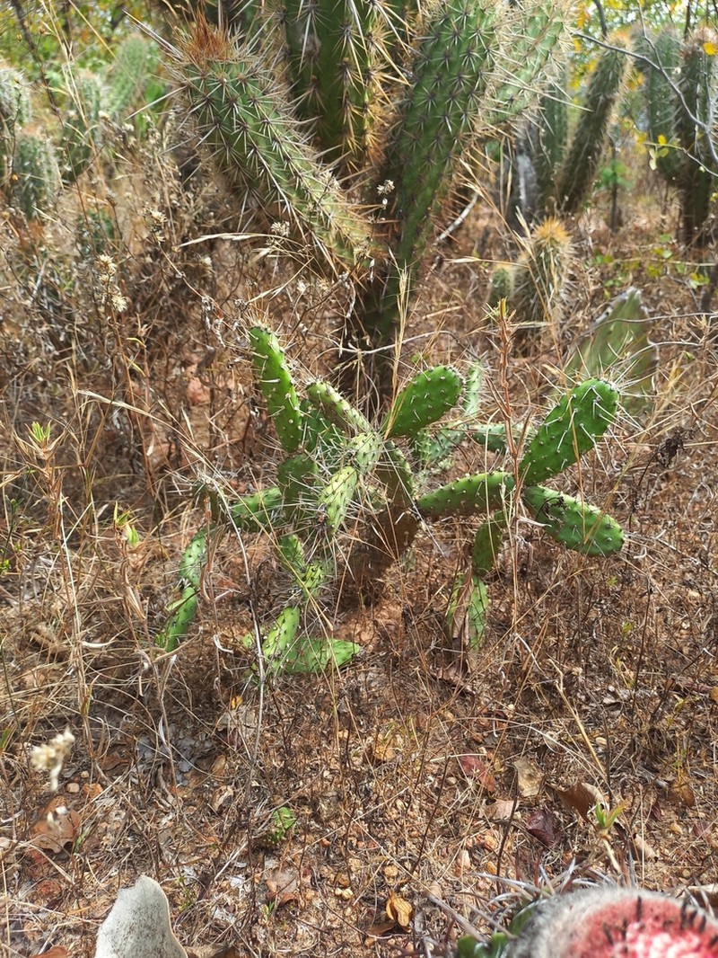 Tacinga mirim photo 6