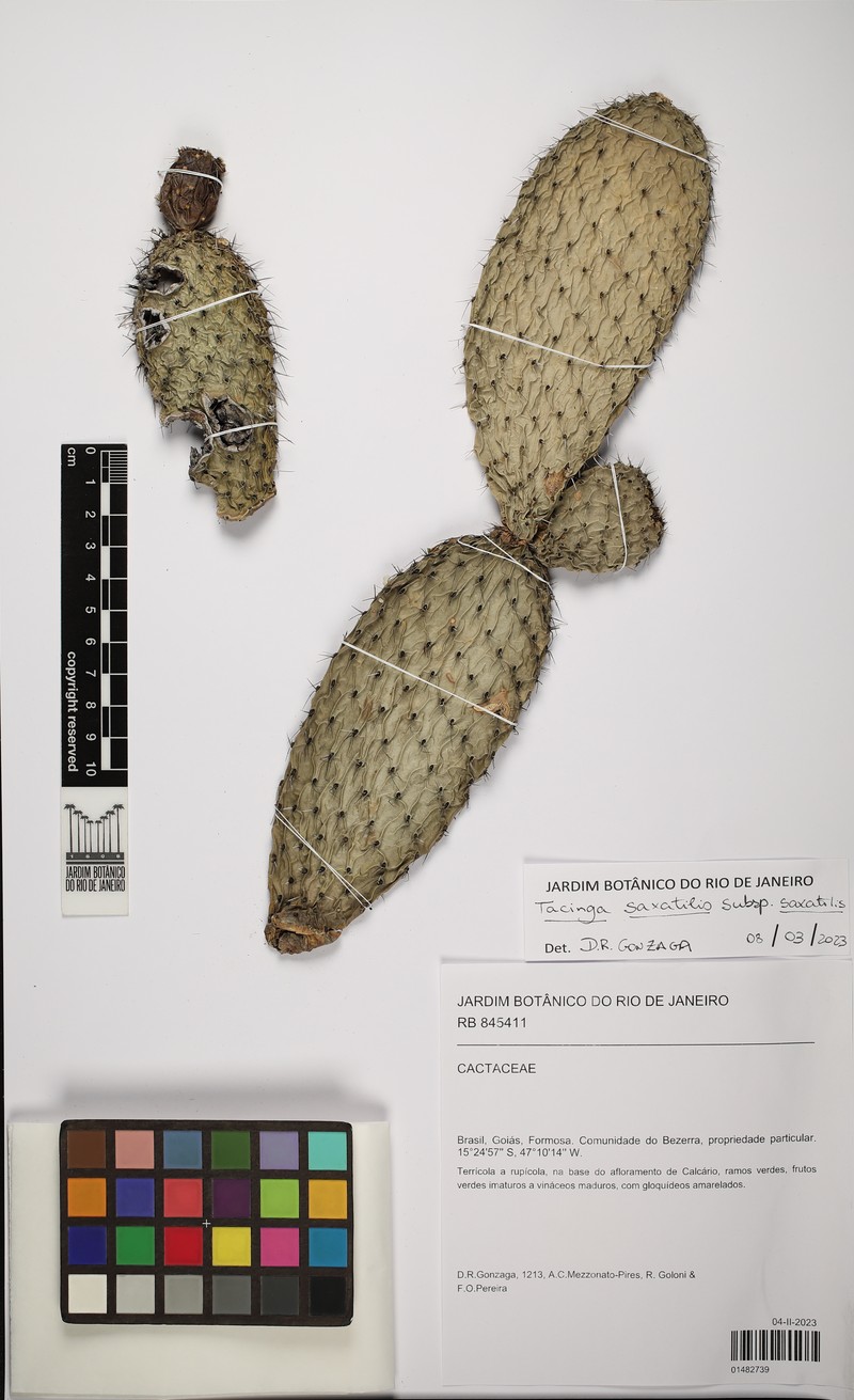 Tacinga saxatilis subsp. saxatilis