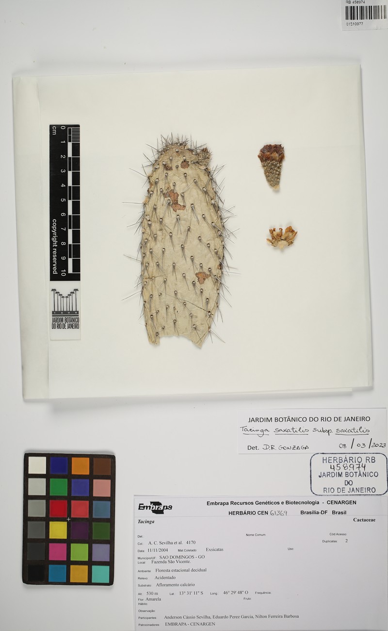 Tacinga saxatilis subsp. saxatilis photo 2