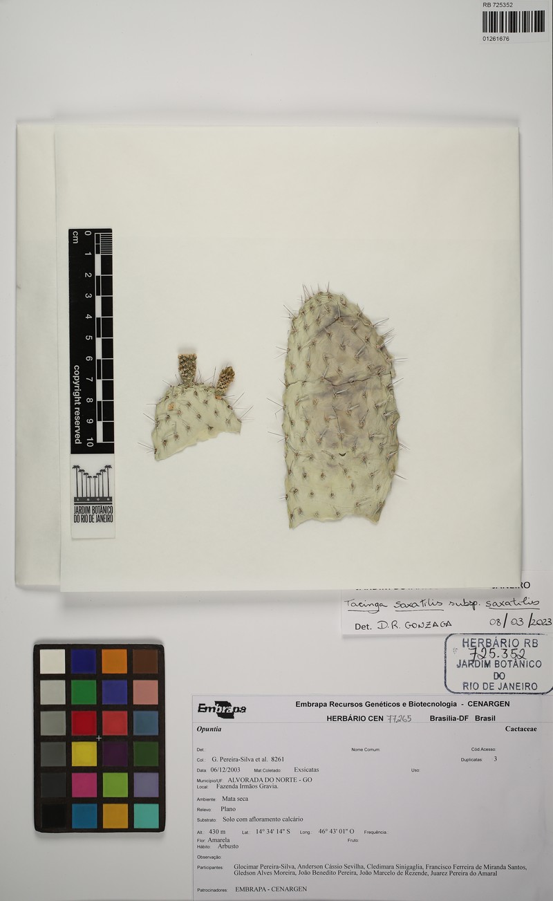 Tacinga saxatilis subsp. saxatilis photo 3