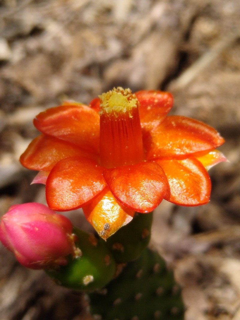 Tacinga subcylindrica