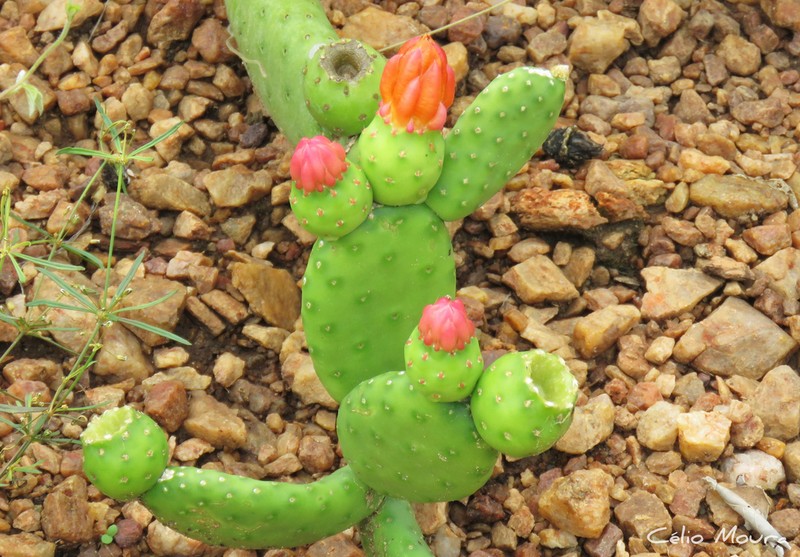 Tacinga subcylindrica photo 2