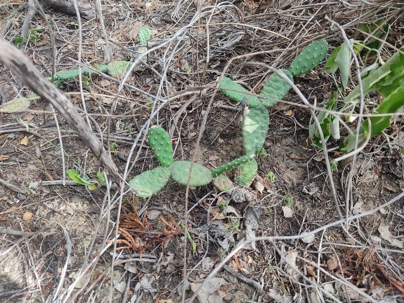 Tacinga subcylindrica photo 3
