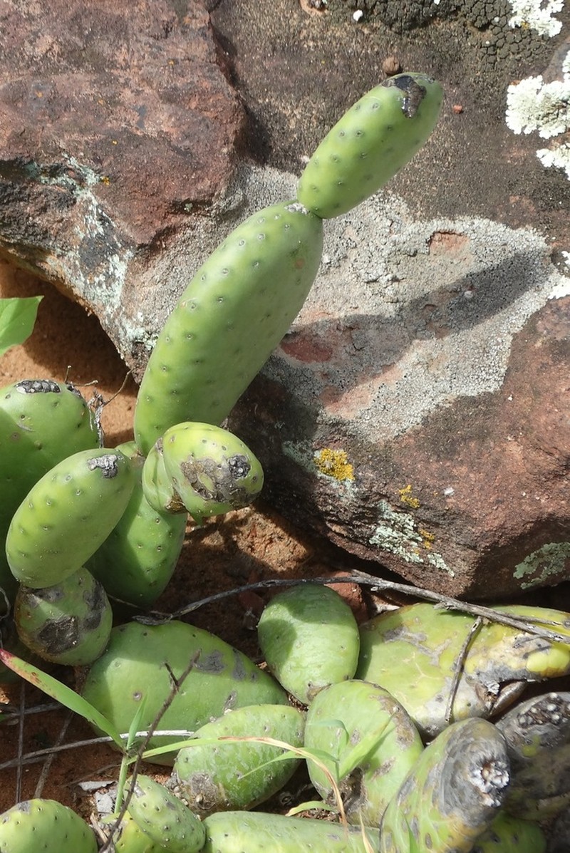 Tacinga subcylindrica photo 4