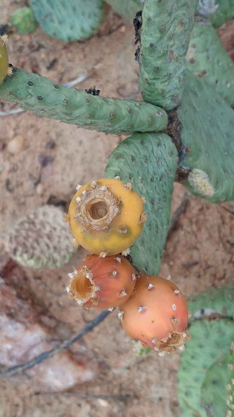 Tacinga subcylindrica photo 5