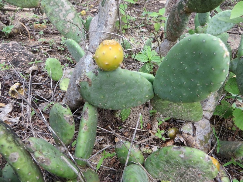 Tacinga subcylindrica photo 6