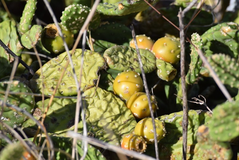 Tacinga subcylindrica photo 8
