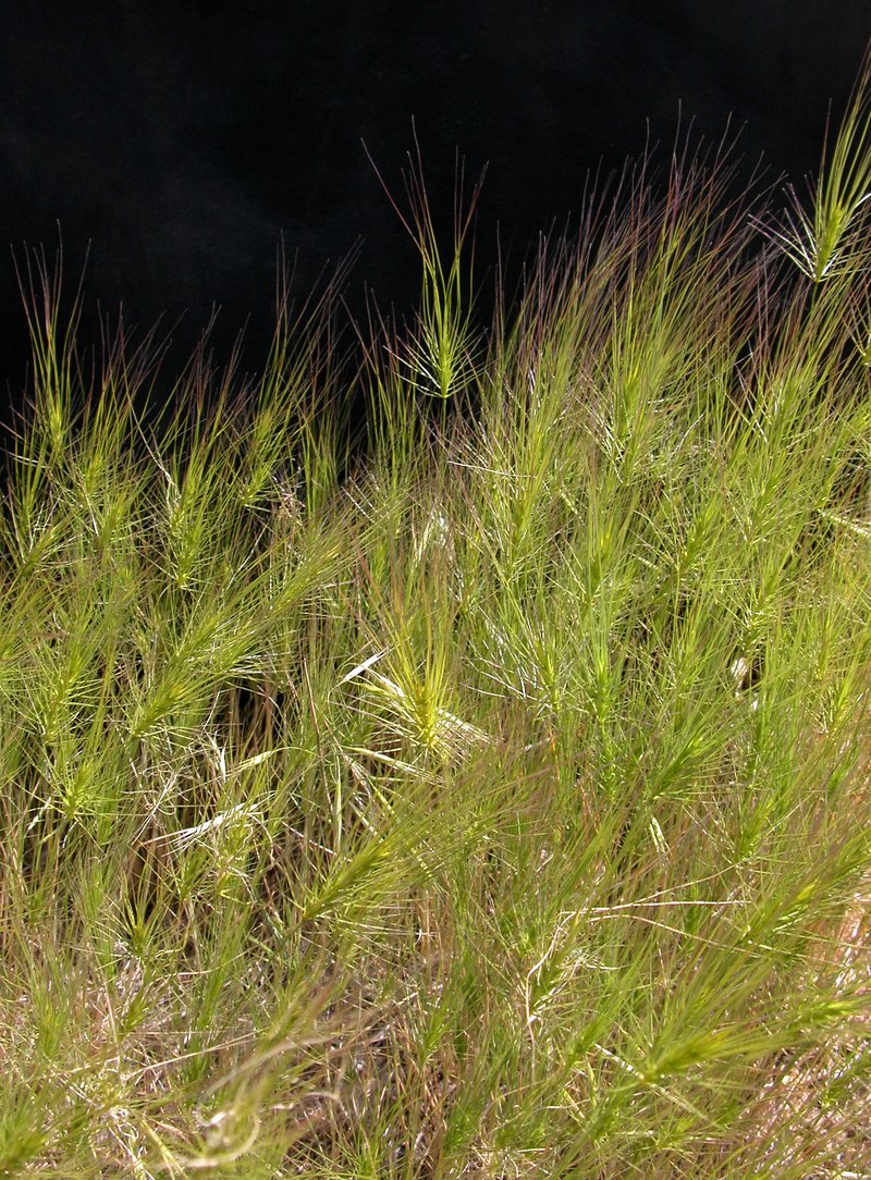 Taeniatherum crinitum