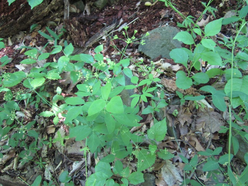 Yellow Pimpernel photo 3