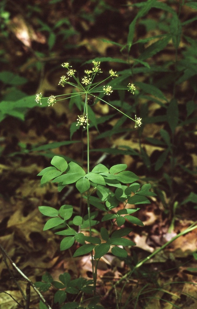Yellow Pimpernel photo 4