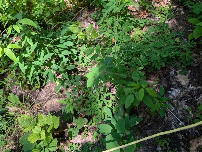 Yellow Pimpernel photo 6