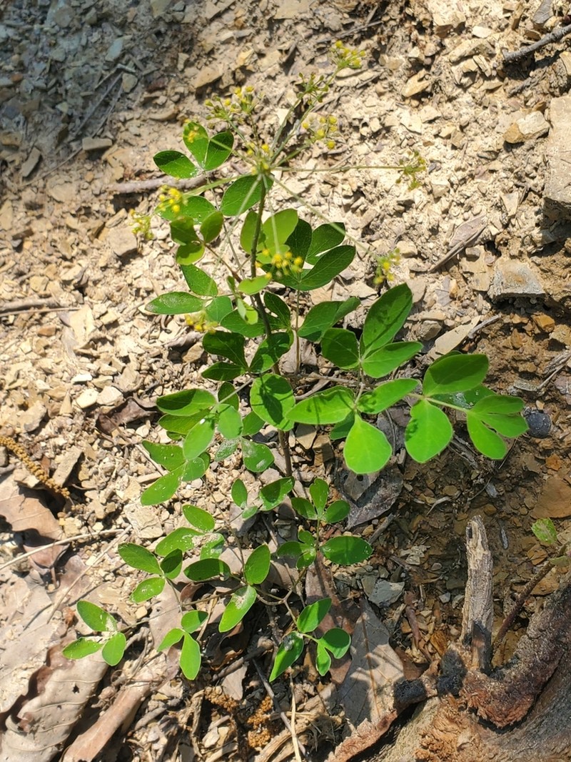 Yellow Pimpernel photo 7