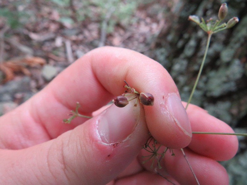 Mountain Pimpernel photo 2