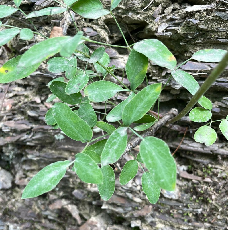Mountain Pimpernel photo 3