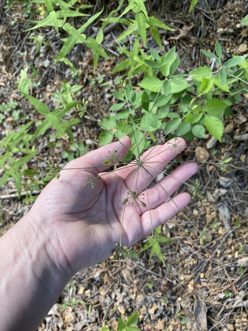 Mountain Pimpernel photo 4