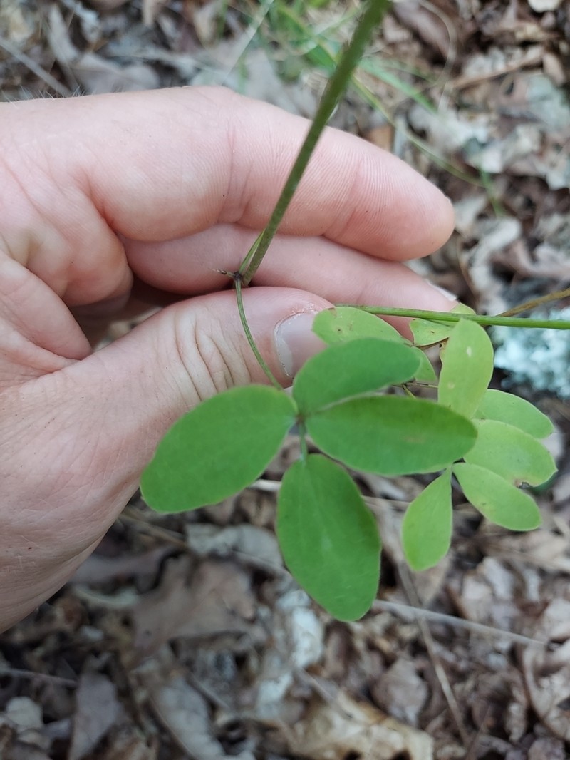 Mountain Pimpernel photo 5
