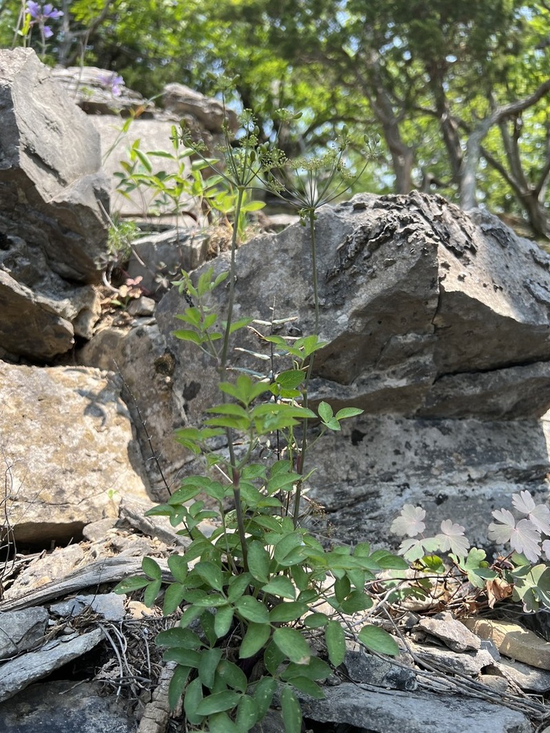 Mountain Pimpernel photo 7