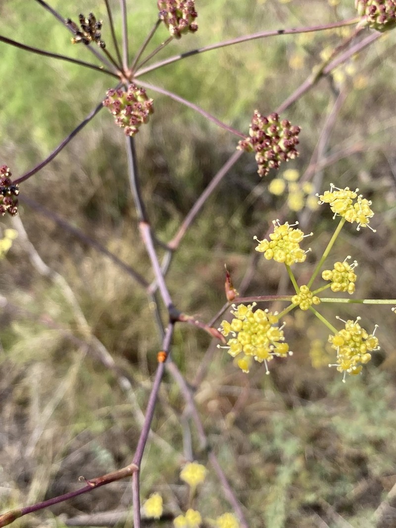 Taeniopetalum arenarium