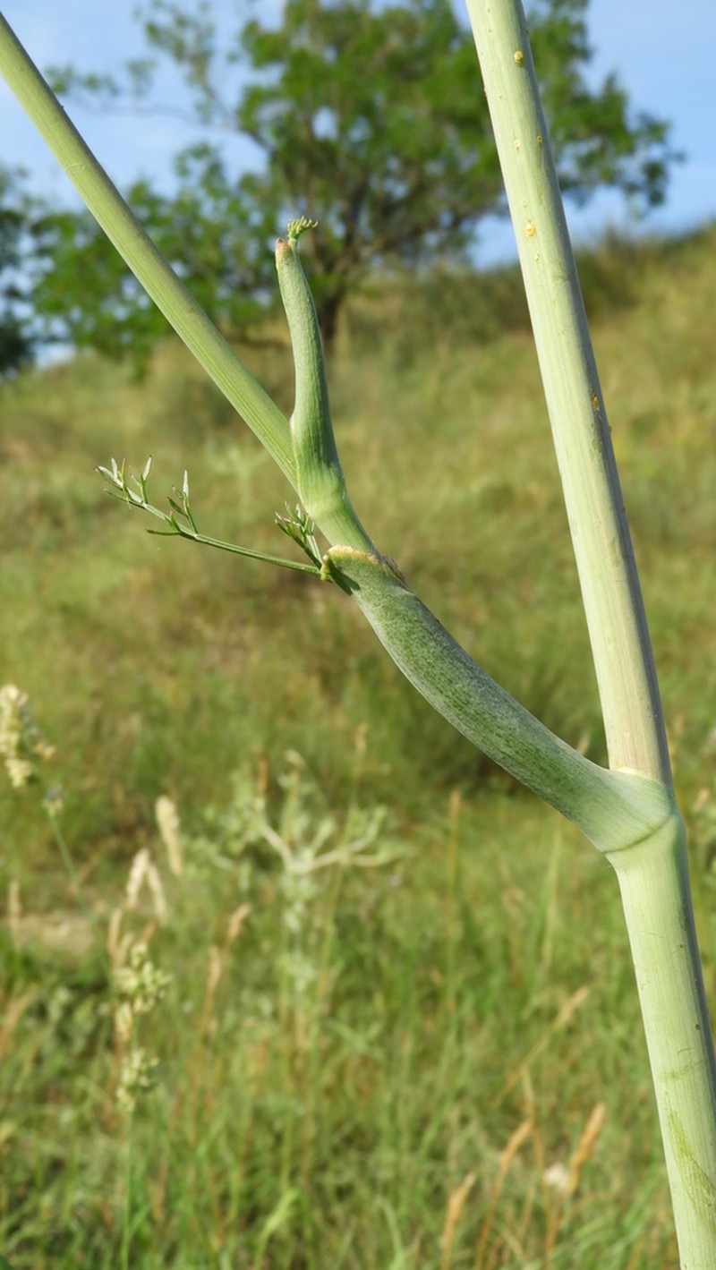 Taeniopetalum arenarium photo 2