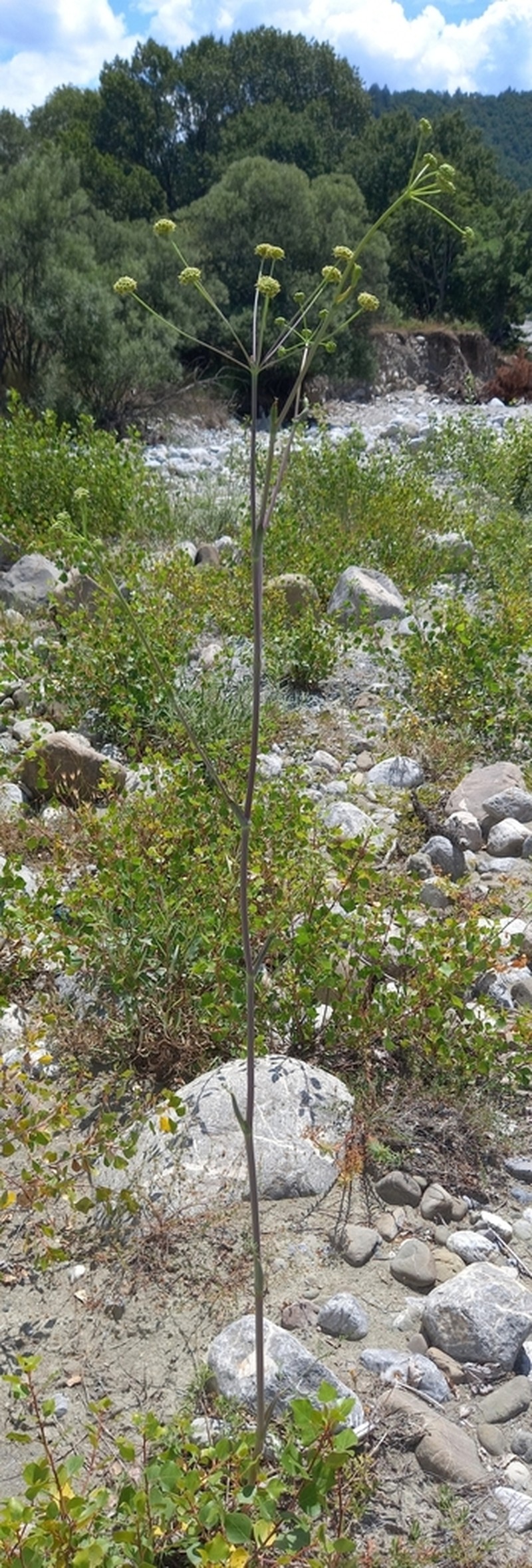 Taeniopetalum arenarium photo 3
