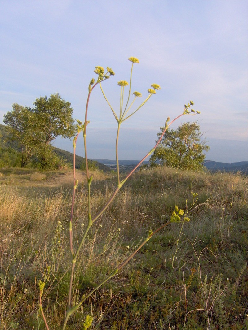 Taeniopetalum arenarium photo 4