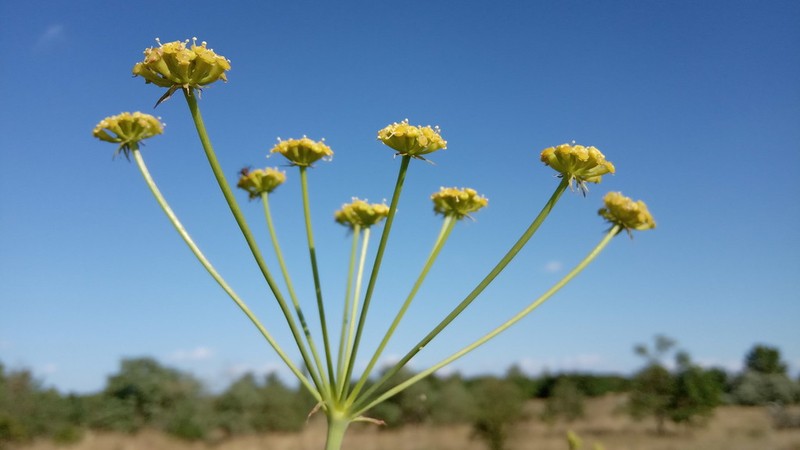 Taeniopetalum arenarium photo 5