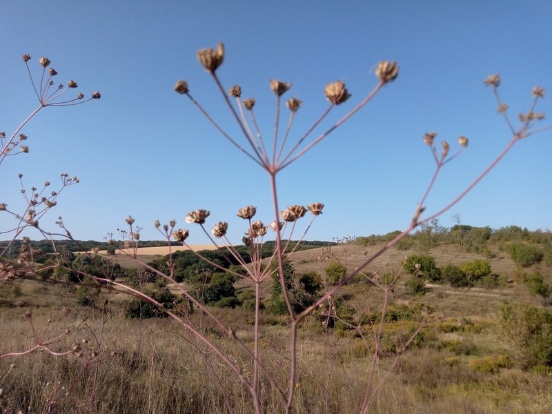 Taeniopetalum arenarium photo 6