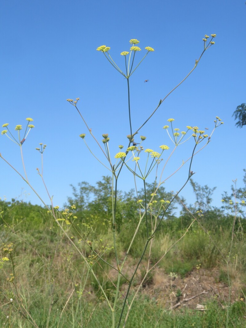 Taeniopetalum arenarium photo 7