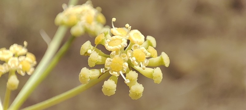 Taeniopetalum arenarium photo 8