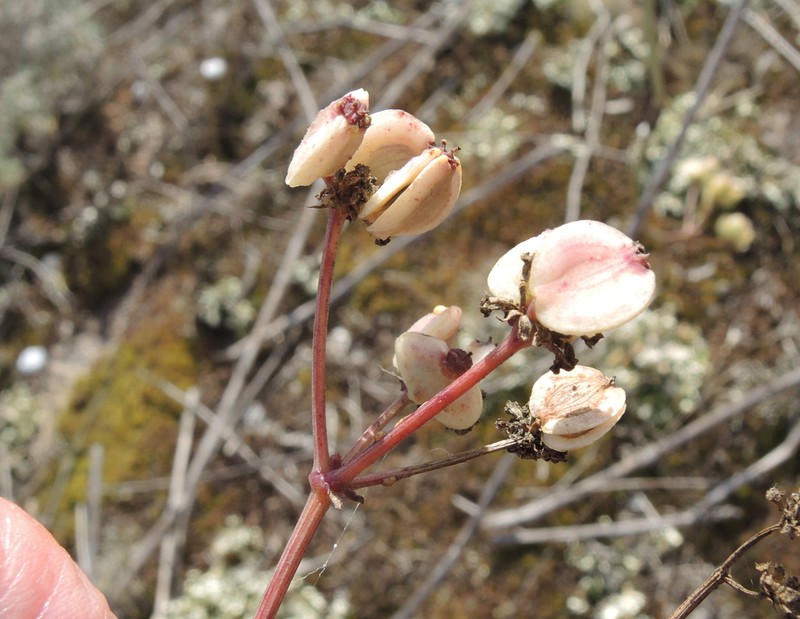 Taeniopetalum obtusifolium photo 2