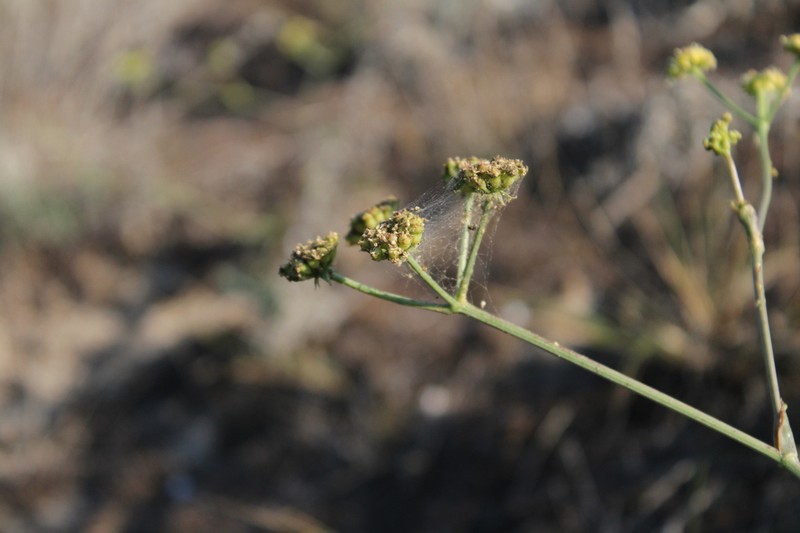 Taeniopetalum obtusifolium photo 3