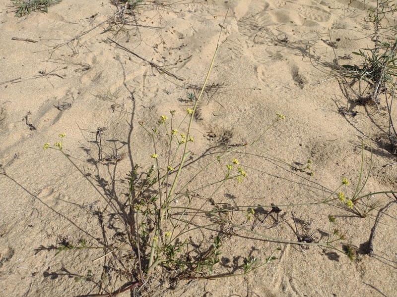Taeniopetalum obtusifolium photo 4