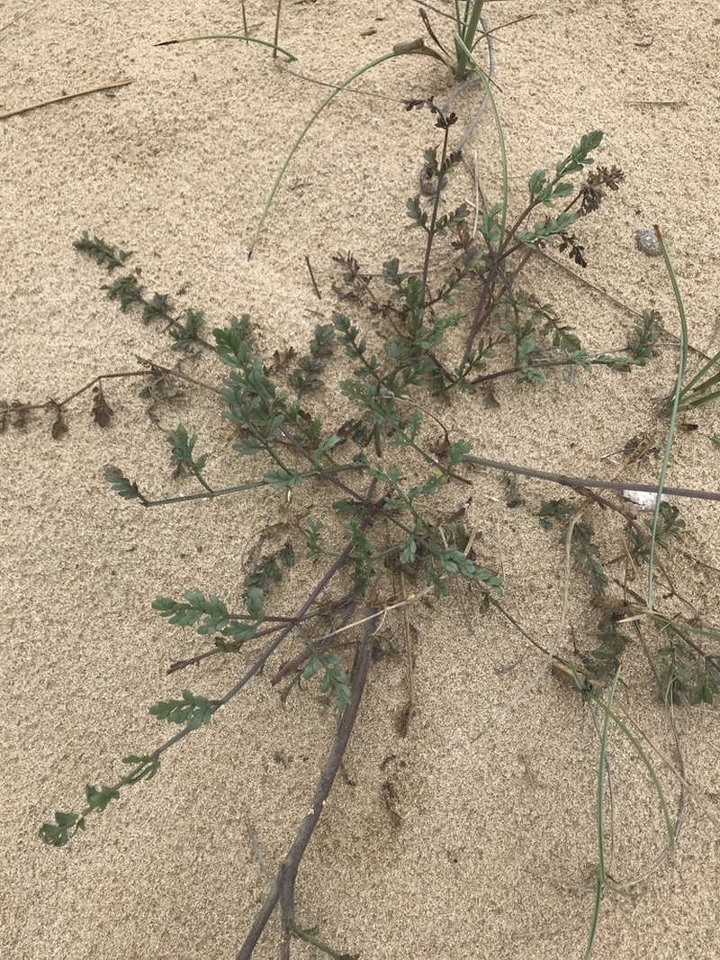 Taeniopetalum obtusifolium photo 5