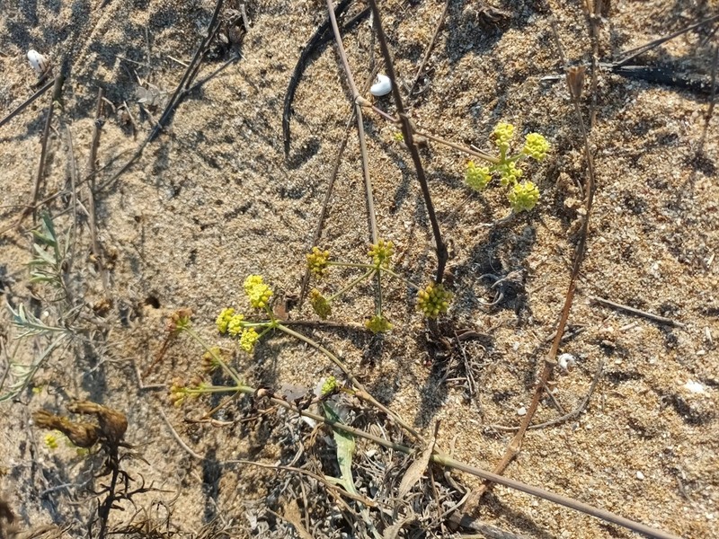 Taeniopetalum obtusifolium photo 6