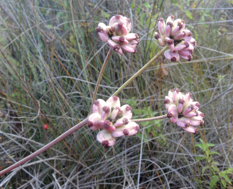Taeniopetalum obtusifolium photo 7