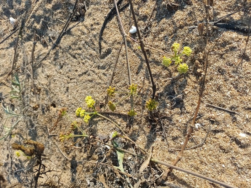Taeniopetalum obtusifolium photo 8