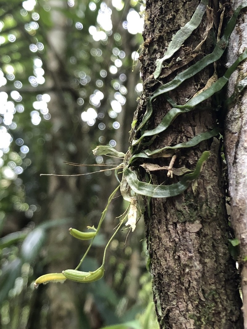 Taeniophyllum taiwanense