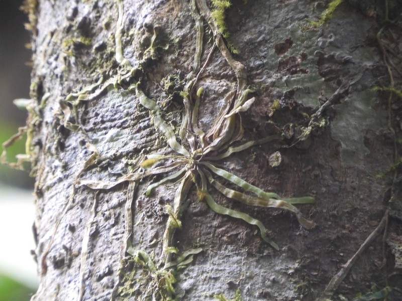 Taeniophyllum taiwanense photo 2