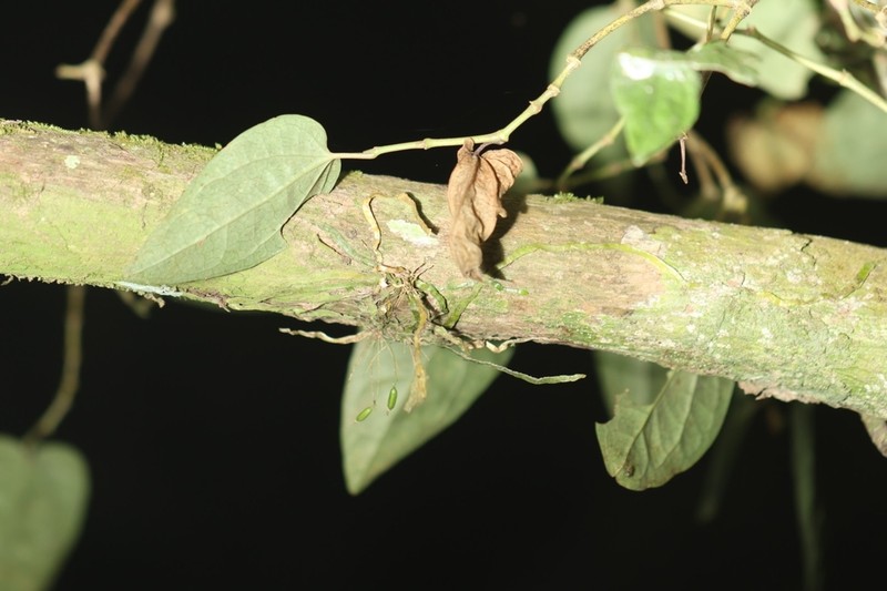 Taeniophyllum taiwanense photo 5