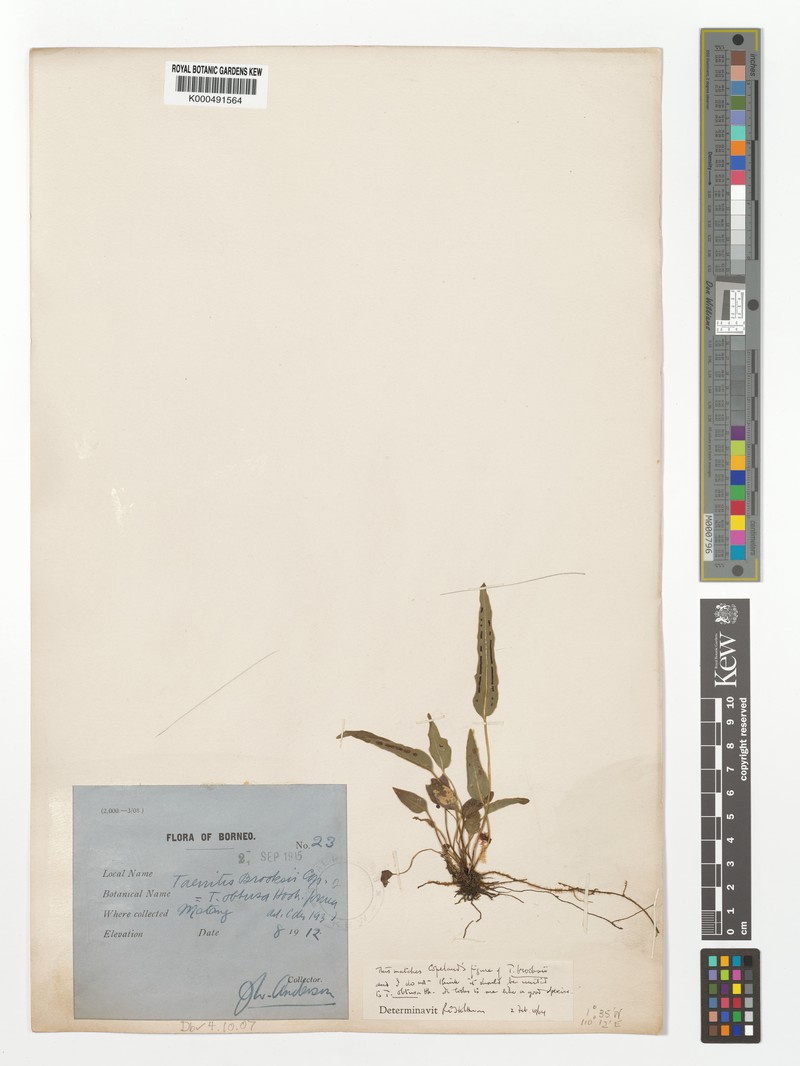 Taenitis brooksii