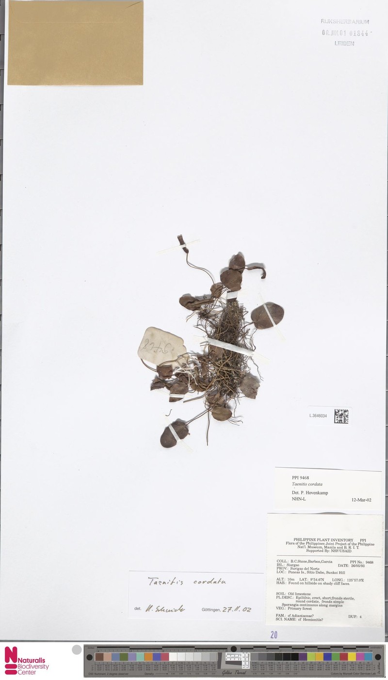 Taenitis cordata photo 4