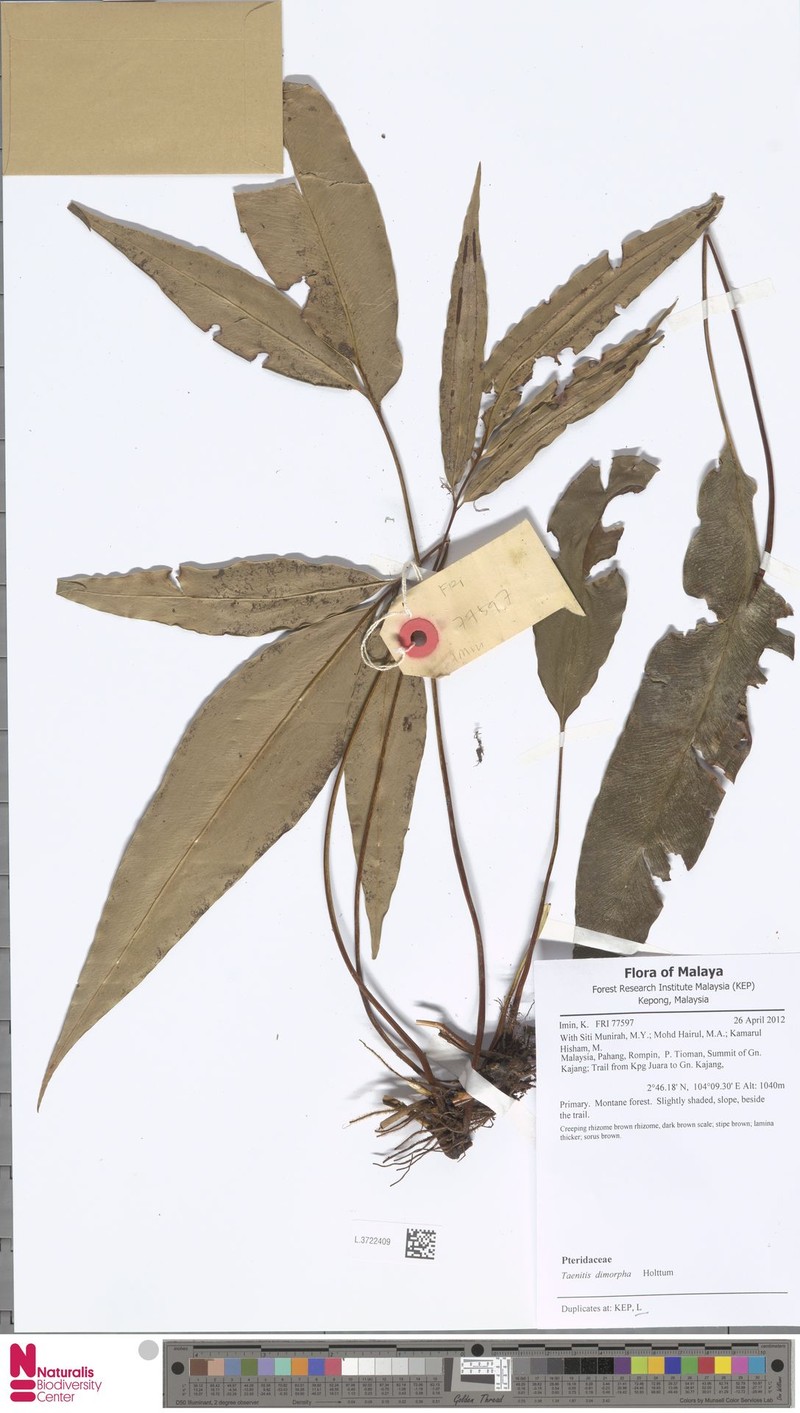 Taenitis dimorpha