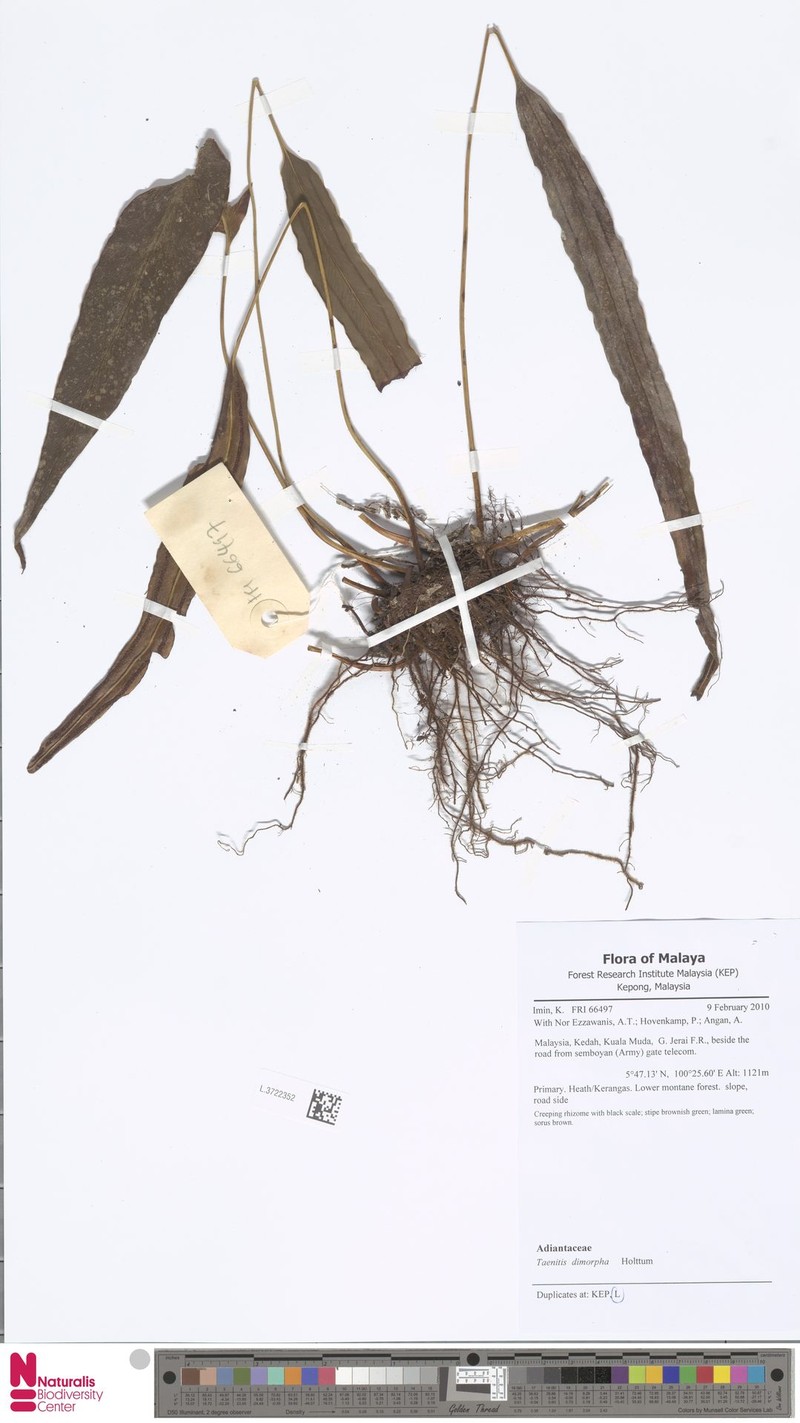 Taenitis dimorpha photo 2