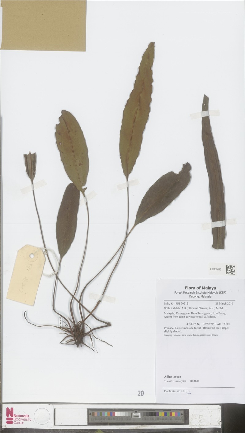Taenitis dimorpha photo 3