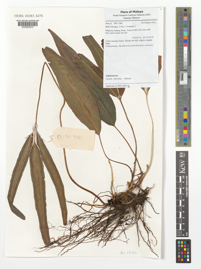 Taenitis dimorpha photo 4